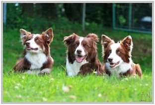 border collie speedy dream