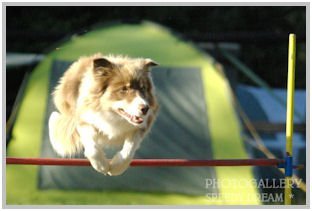 border collie speedy dream