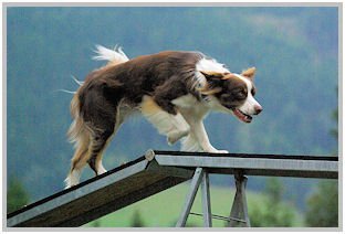border collie speedy dream