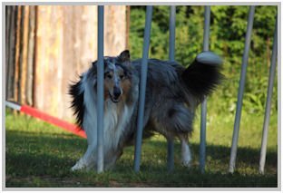 border collie speedy dream