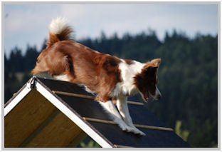 border collie speedy dream