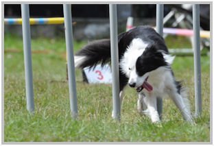 border collie speedy dream
