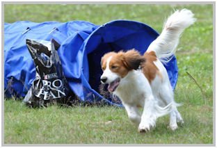 border collie speedy dream