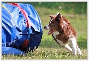 border collie speedy dream