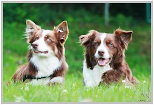 border collie speedy dream