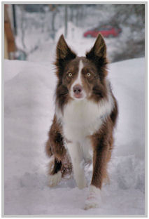 border collie speedy dream