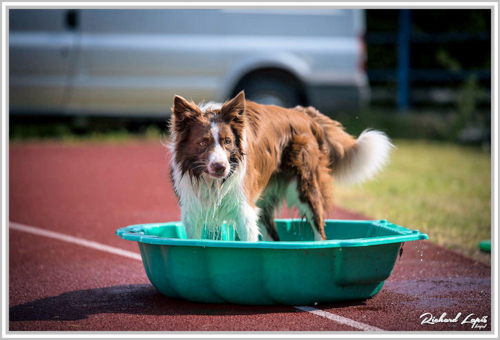 border collie speedy dream