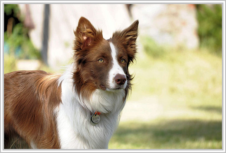 border collie speedy dream
