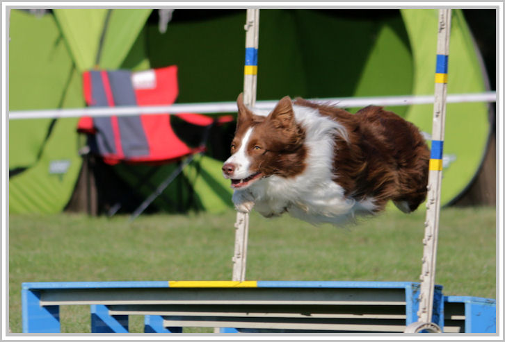 border collie speedy dream