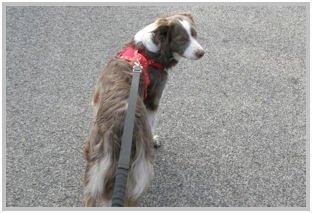 border collie speedy dream