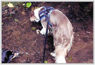 border collie speedy dream