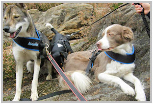 border collie speedy dream
