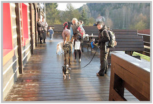 border collie speedy dream