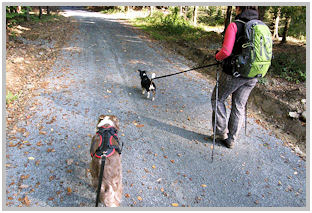 border collie speedy dream