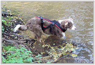border collie speedy dream