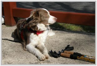 border collie speedy dream