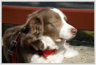 border collie speedy dream