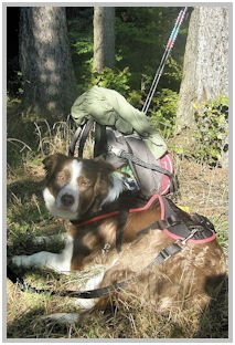border collie speedy dream
