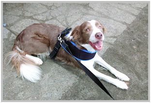 border collie speedy dream