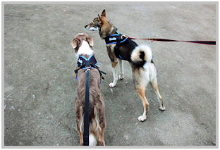 border collie speedy dream