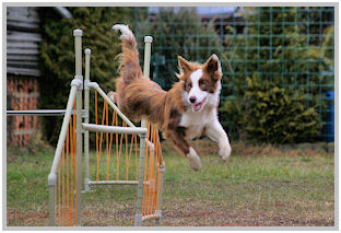 border collie speedy dream