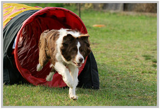 border collie speedy dream