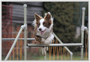 border collie speedy dream