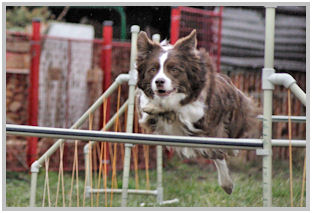 border collie speedy dream