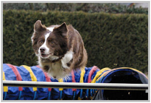 border collie speedy dream