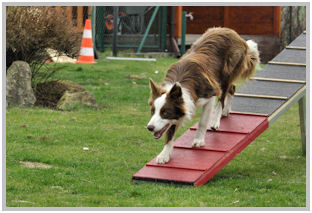 border collie speedy dream