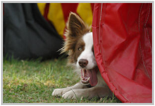 border collie speedy dream