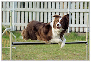 border collie speedy dream