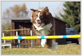 border collie speedy dream