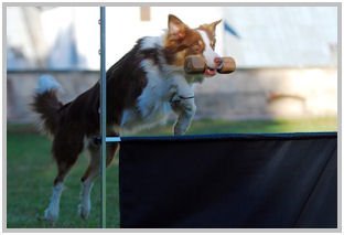 border collie speedy dream