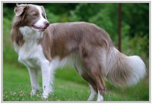 border collie speedy dream