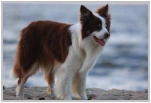 border collie speedy dream