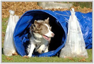 border collie speedy dream