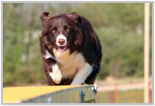 border collie speedy dream