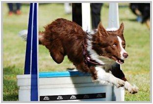 border collie speedy dream