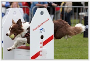 border collie speedy dream