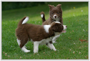 border collie speedy dream