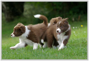 border collie speedy dream