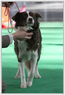 border collie speedy dream