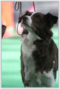 border collie speedy dream