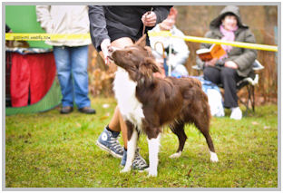 border collie speedy dream