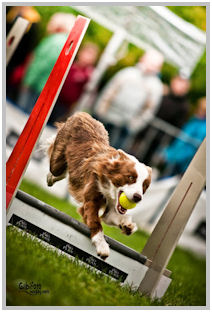 border collie speedy dream