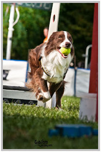 border collie speedy dream