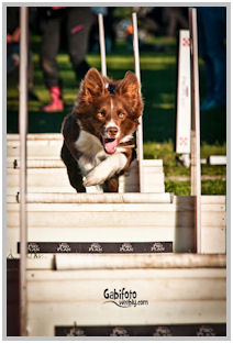 border collie speedy dream