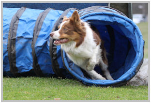 border collie speedy dream