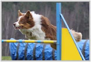 border collie speedy dream